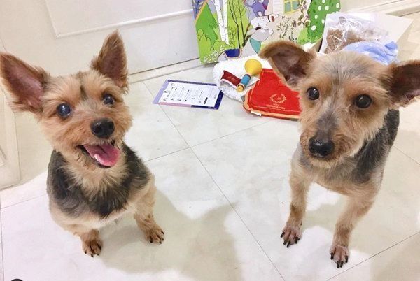 元保護犬・サブレくんと先住犬・ショコラくん