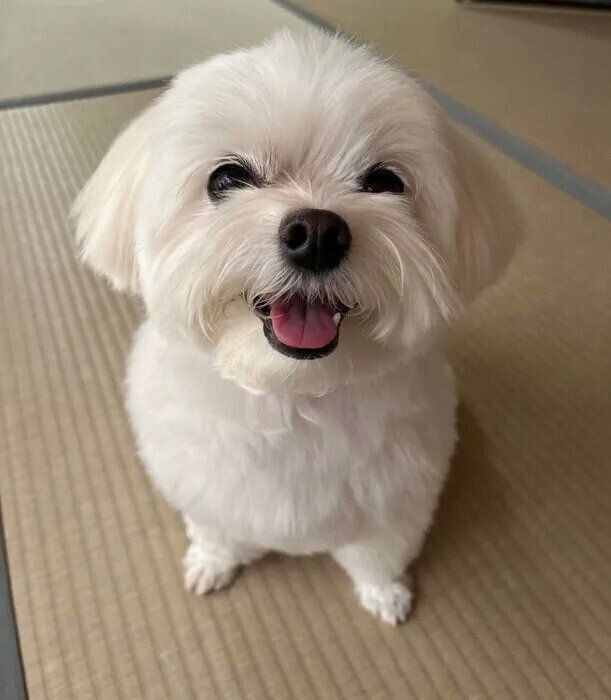 遊びに誘っているくぅちゃん