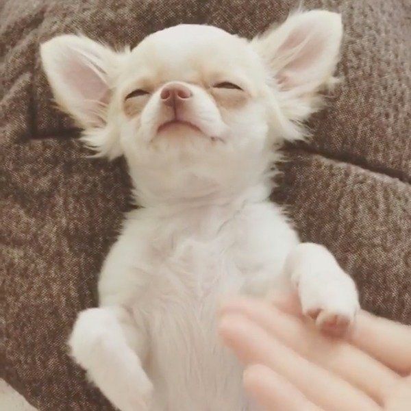 寝ながらお手＆おかわりをするしらちゃん