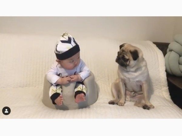 パグのおまめちゃんと赤ちゃん