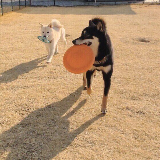 フリスビーをくわえる柴のプリンちゃん