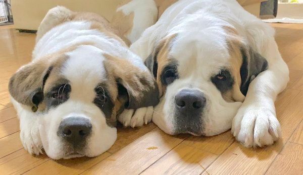 寄り添って眠るドーンちゃんとデイジーちゃん