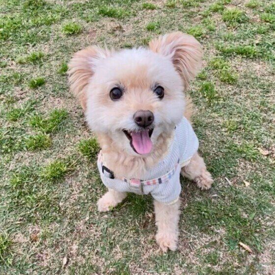 老化による排泄の失敗や夜鳴き、愛犬の体に合わせたお世話をしよう いぬのきもち