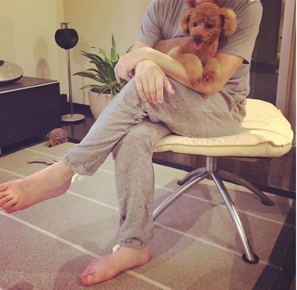 トイ・プードル