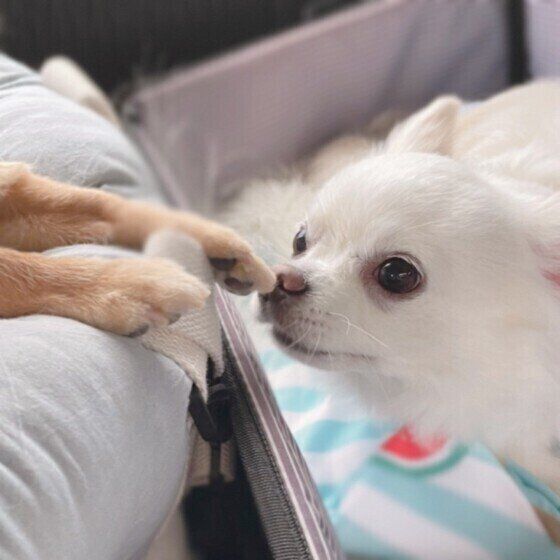 愛犬にニオイのストレスを与えているかも？日常で注意したいニオイ3つ いぬのきもち