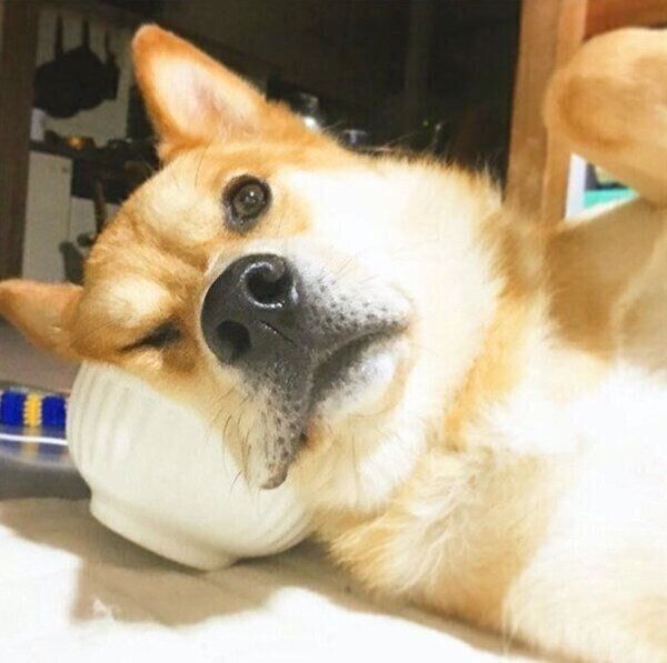 くつろぐ福くん