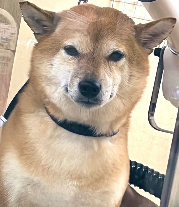 飼い主さんをガン見するむぎちゃん