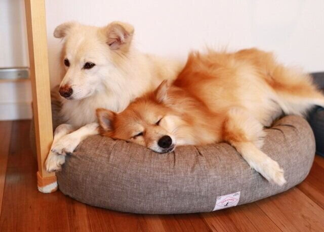 犬にもそれぞれの距離感がある 穴澤賢の犬のはなし いぬのきもちweb Magazine 犬にもそれぞれの距離感がある 穴澤賢の犬のはなし いぬのきもちweb Magazine