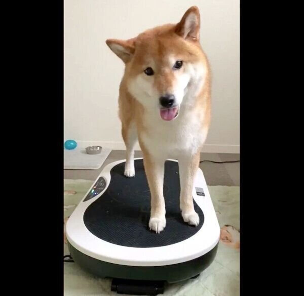 ダイエット器具の使い方をマスターした柴犬 電源が切れたときに驚きの行動に出た いぬのきもちweb Magazine ダイエット器具の使い方をマスターした柴犬 電源が切れたときに驚きの行動に出た いぬのきもちweb Magazine