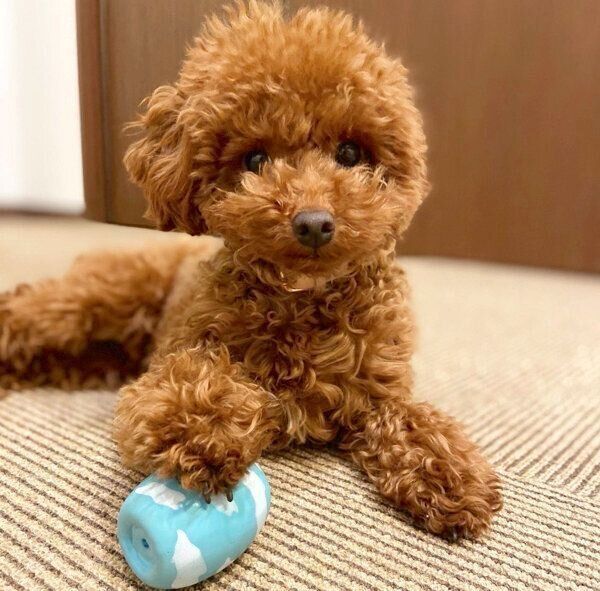 前足でボールをおさえるからあげくん