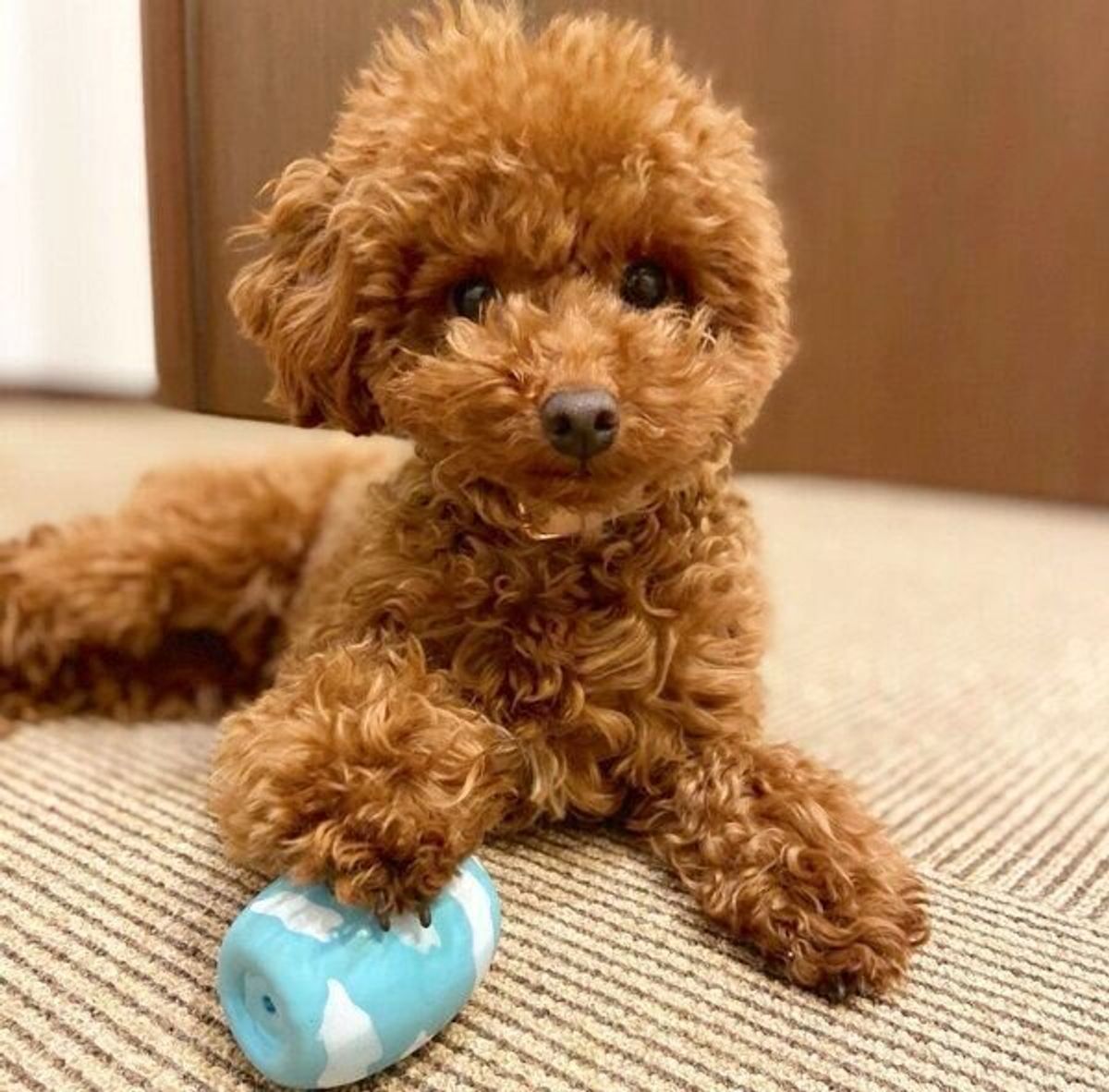 おやつはどっち 自信満々で間違えまくるトイプー なんで の表情にほっこり いぬのきもちweb Magazine おやつはどっち 自信満々で間違えまくるトイプー なんで の表情にほっこり いぬのきもちweb Magazine