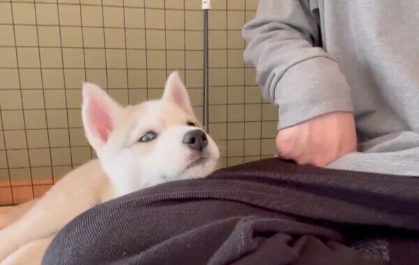 あご乗せをするアシㇼちゃん