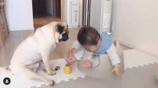 赤ちゃんに遊びのお誘いをするパグ
