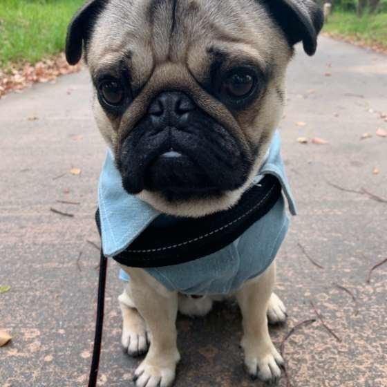 お散歩するパグ