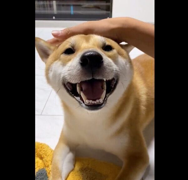 ご機嫌な雷吾くん