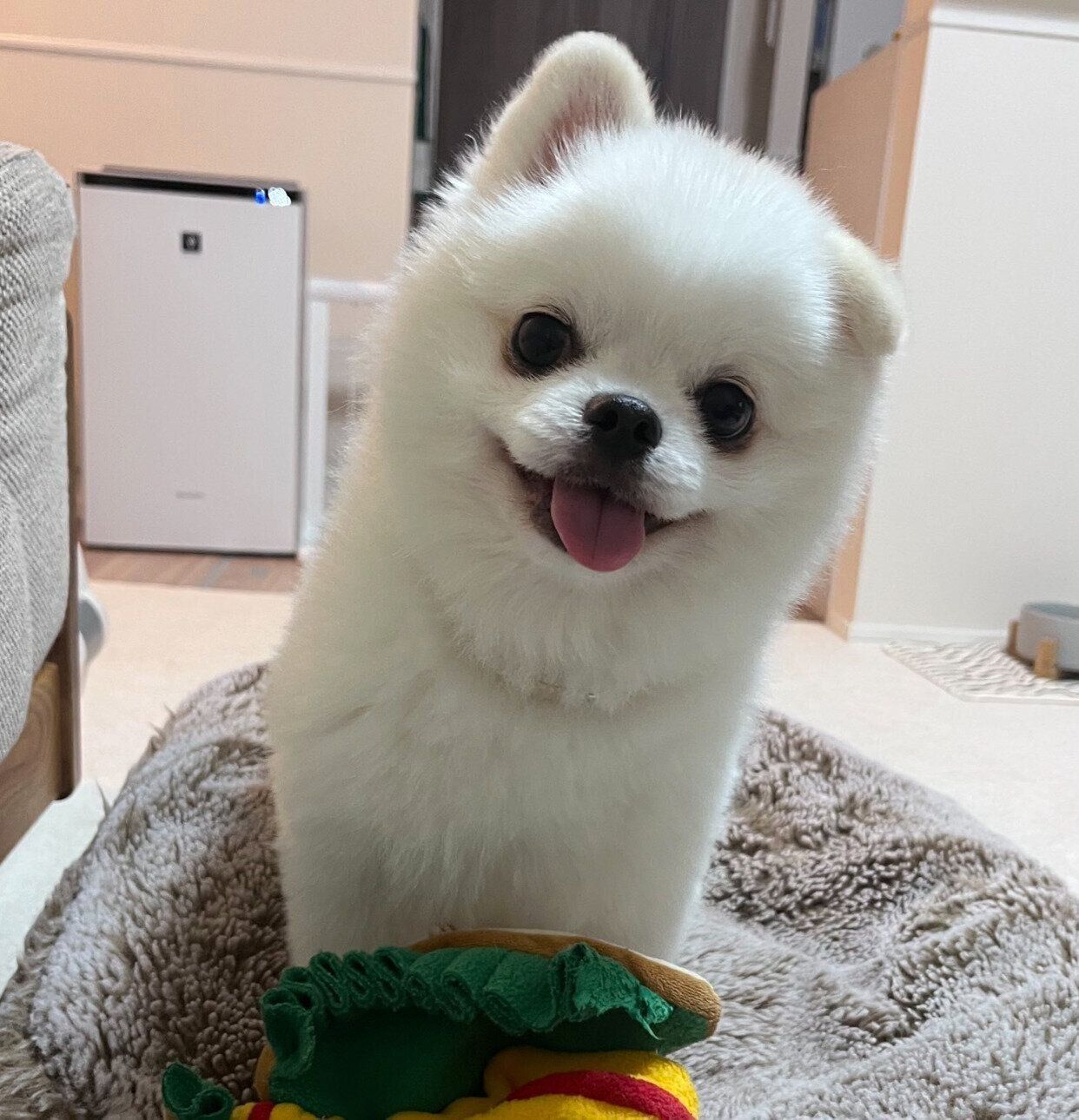 ニコッと笑うましゅくん