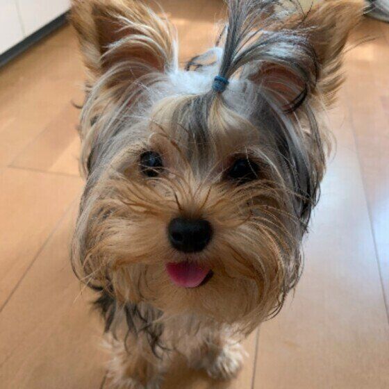 笑顔が可愛いヨークシャー・テリア