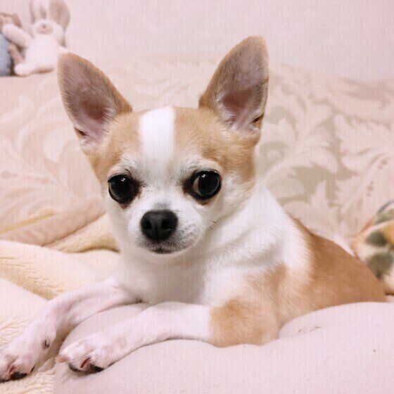 チワワのココくん