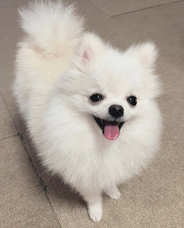 笑顔が可愛いもちこちゃん