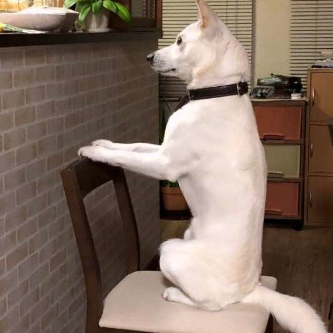 ねぇまだ ごはんの時間が待ちきれない犬たちの笑える待ち方 いぬのきもちweb Magazine ねぇまだ ごはんの時間が待ちきれない犬たちの笑える待ち方 いぬのきもちweb Magazine