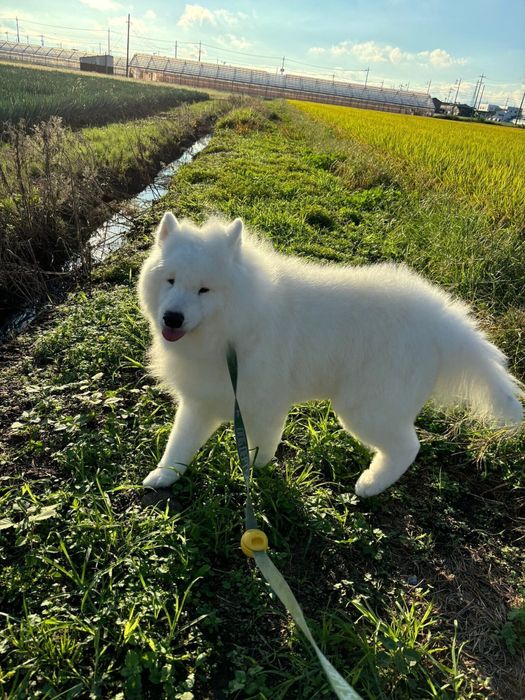 お散歩中のわんさん 楽しそう