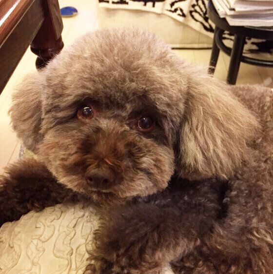 トイ・プードルのノータンくん