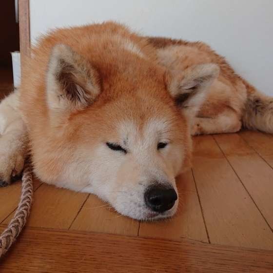 秋田犬の武蔵子ちゃん