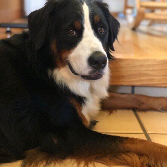 バーニーズ・マウンテン・ドッグ