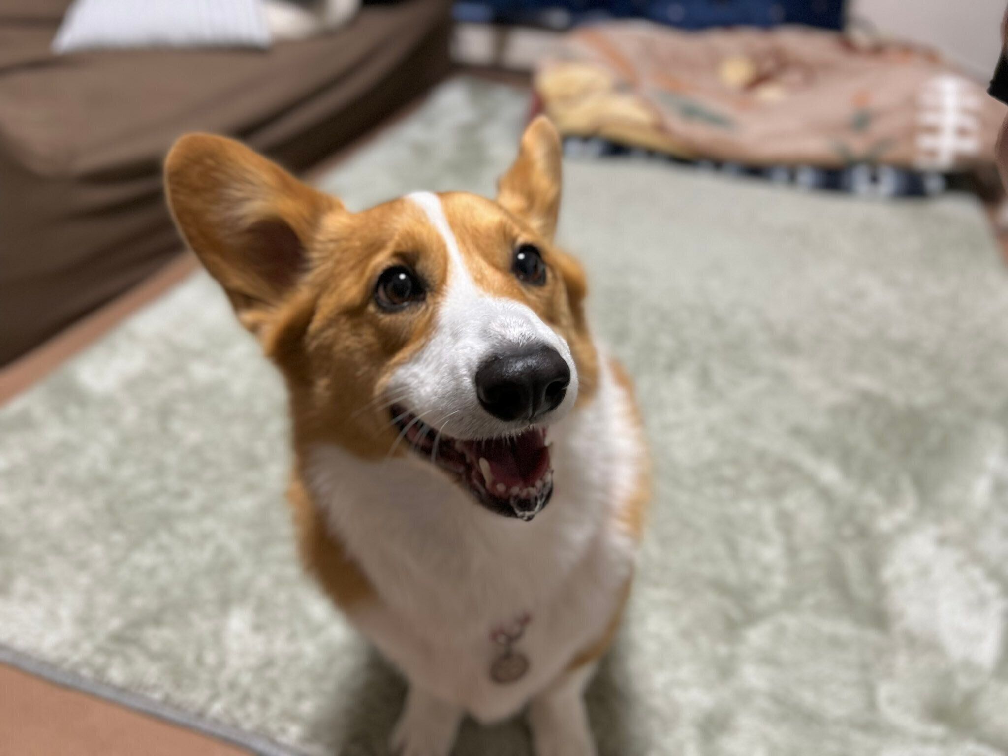 笑顔が可愛いアインくん