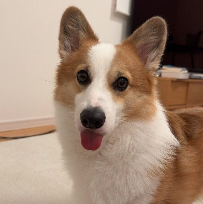 舌を出すぽむちゃん