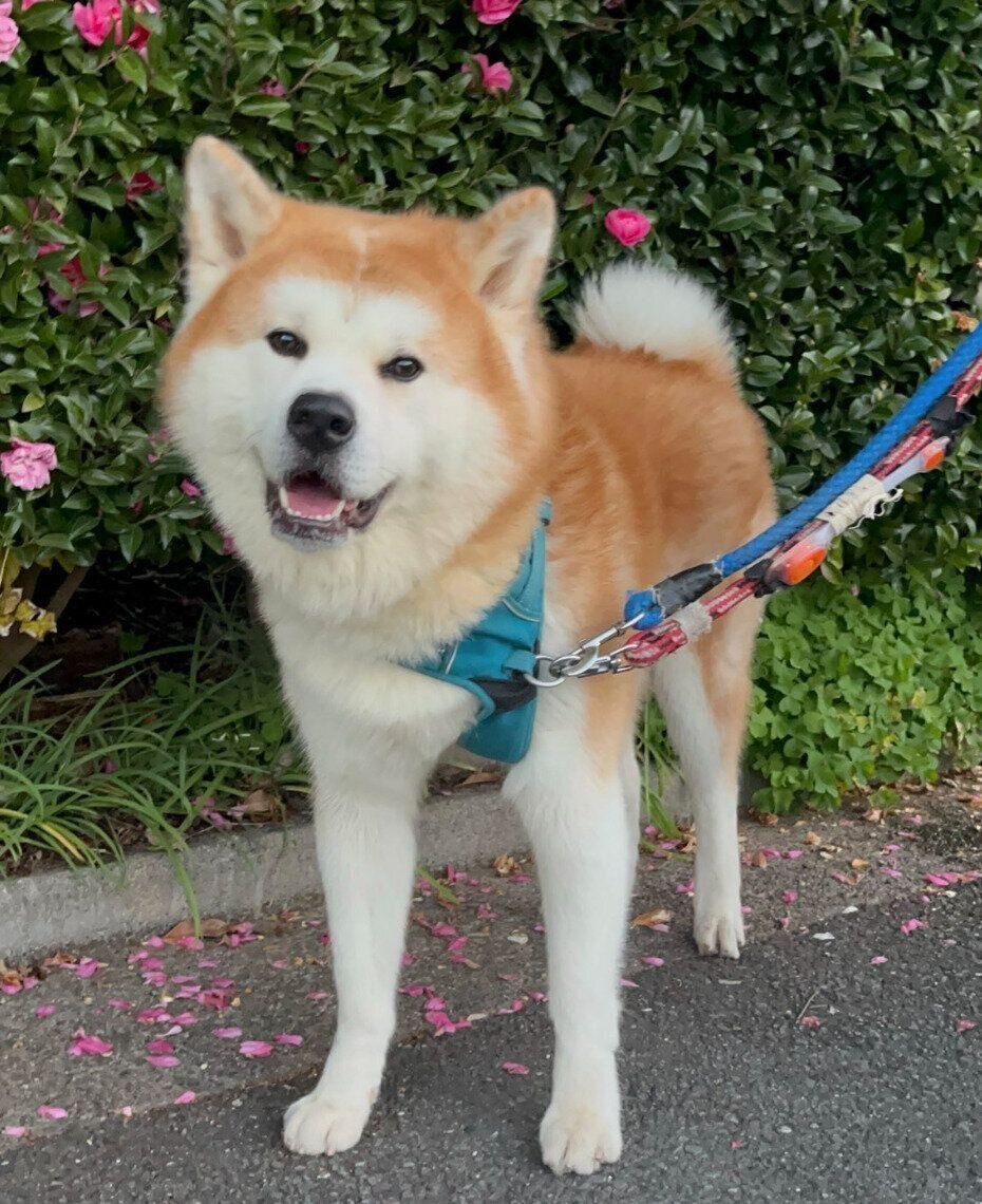 散歩を楽しむ桃亮くん