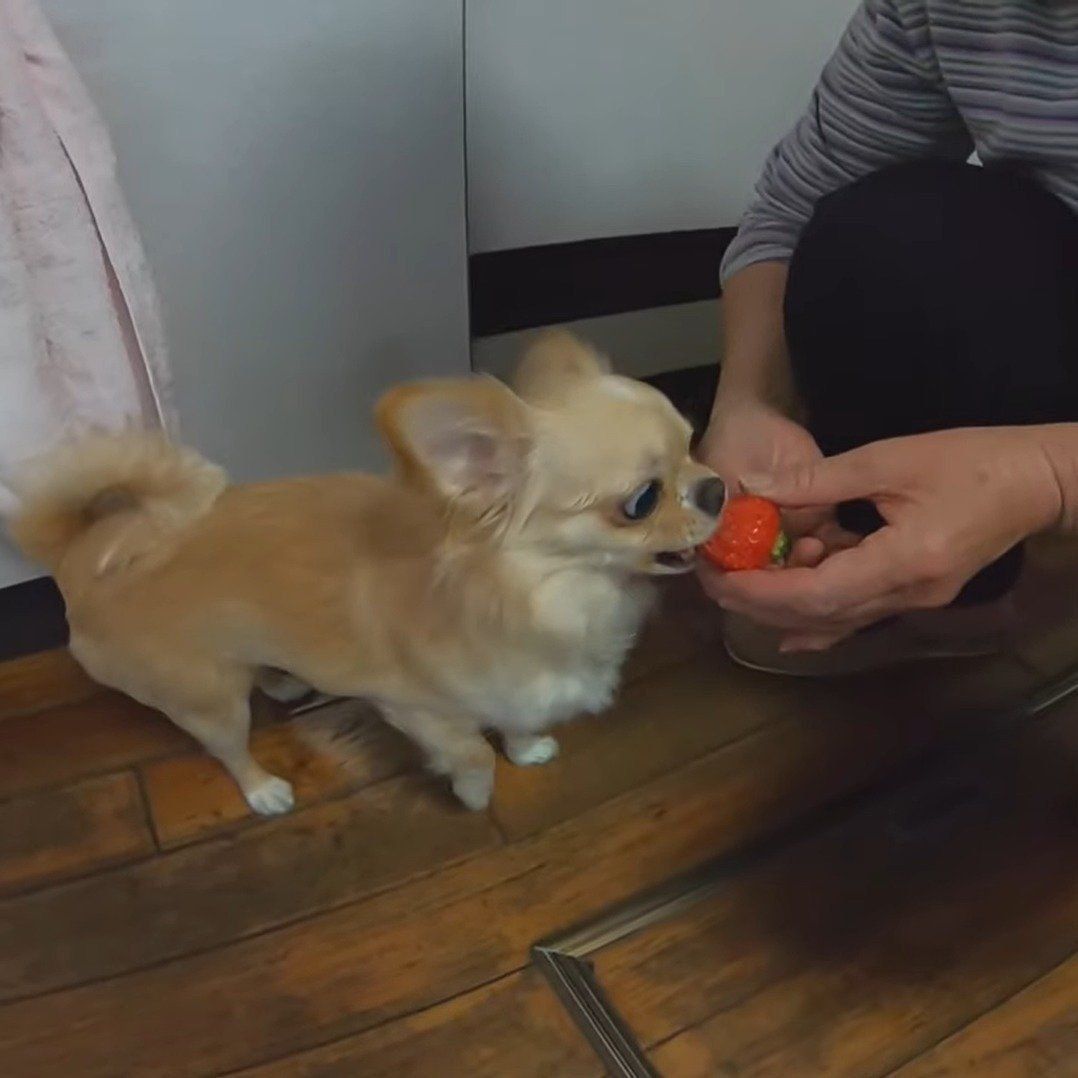 イチゴに食いつくみるくちゃん