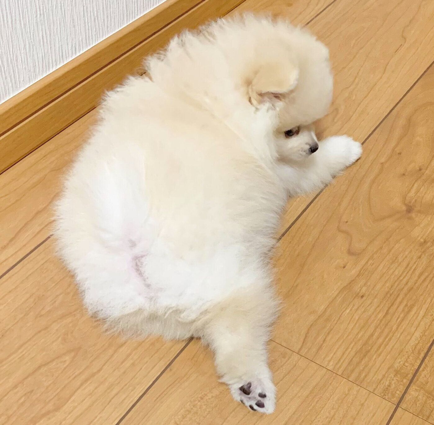 生後2カ月のころに撮影したももちゃん