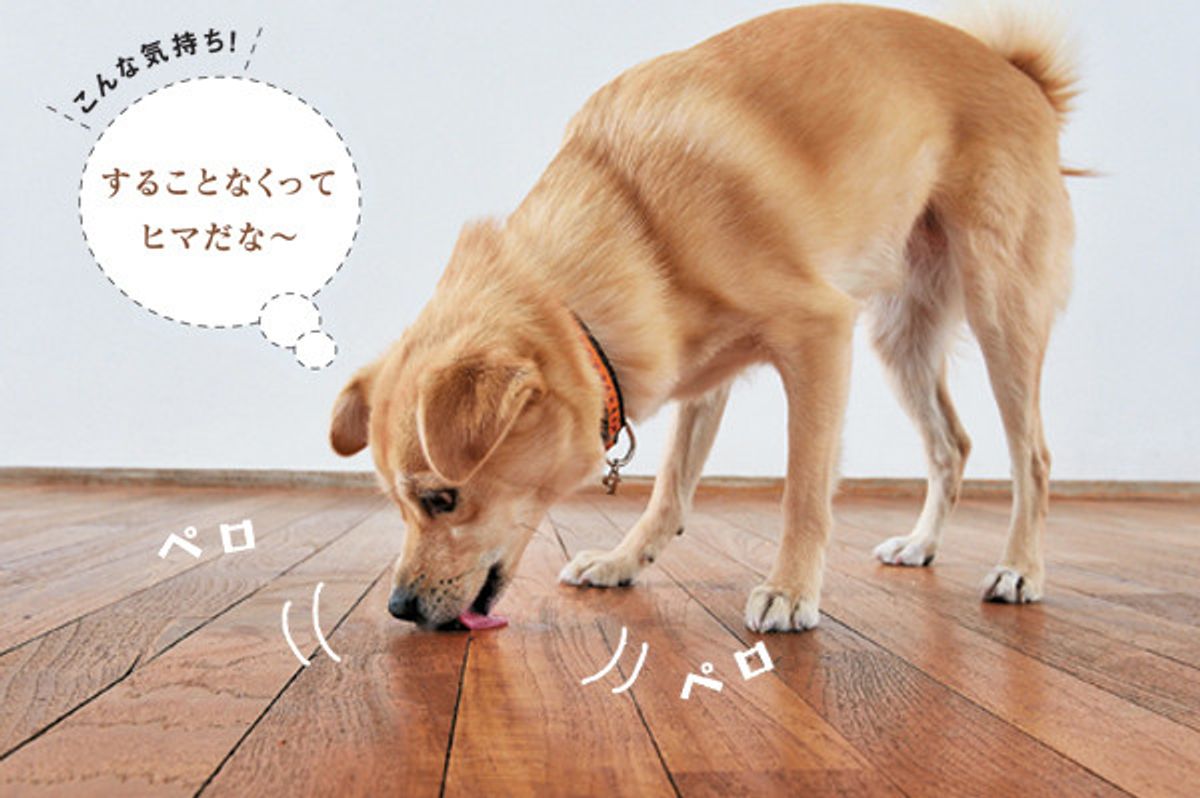 知ればスッキリ 犬がペロペロなめるのは実はこんな理由があった いぬのきもちweb Magazine 知ればスッキリ 犬がペロペロなめるのは実はこんな理由があった いぬのきもちweb Magazine
