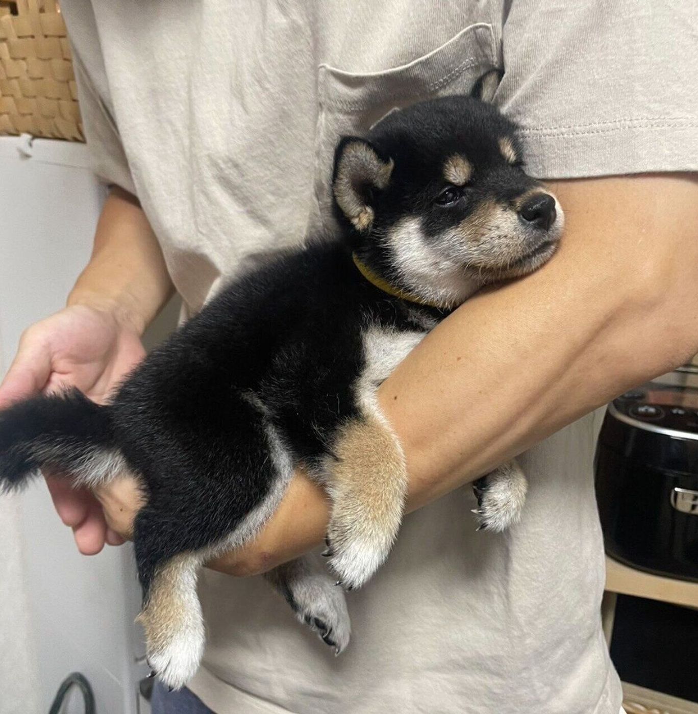 黒 柴 子犬 かわいい