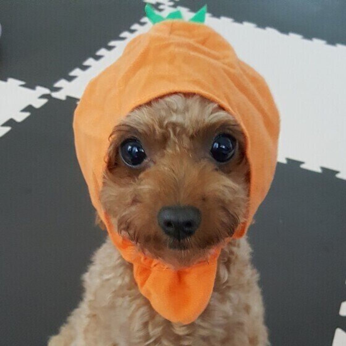 獣医師監修 犬ににんじんを与えても大丈夫 にんじんを食べるメリットと与え方を解説 いぬのきもちweb Magazine 獣医師監修 犬ににんじんを与えても大丈夫 にんじんを食べるメリットと与え方を解説 いぬのきもちweb Magazine