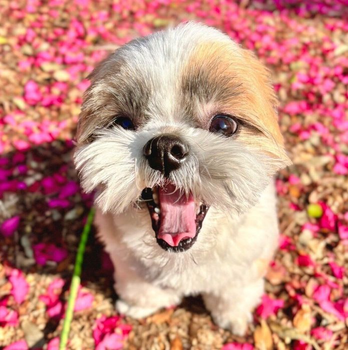 ニコニコ笑顔のてんまるくん