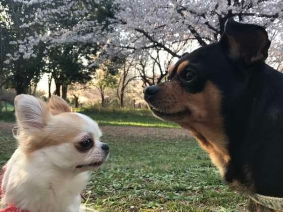 2匹でのお散歩中に記念撮影