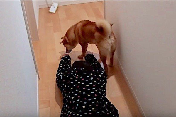 飼い主さんが倒れている場に遭遇する柴犬