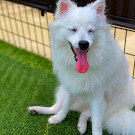 かわいい日本スピッツ