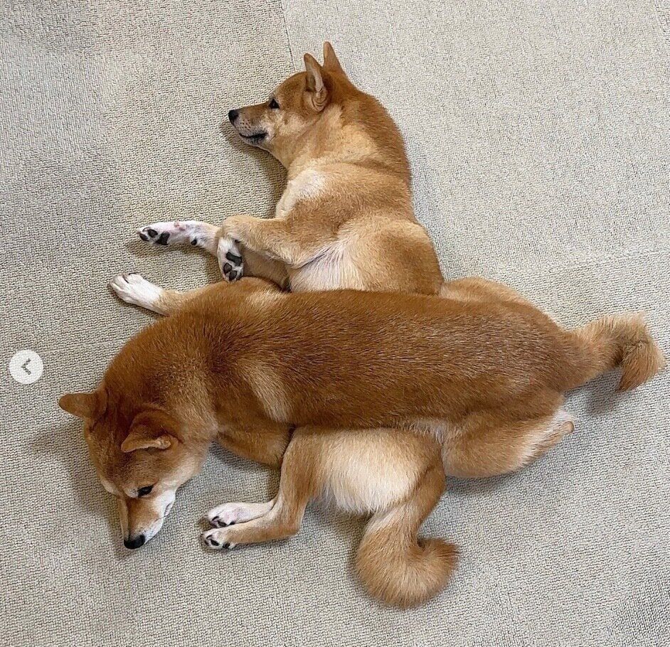 寝ているまるちゃんの上に乗るはなちゃん