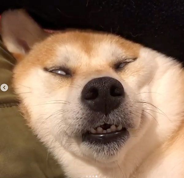 白目をむく柴犬