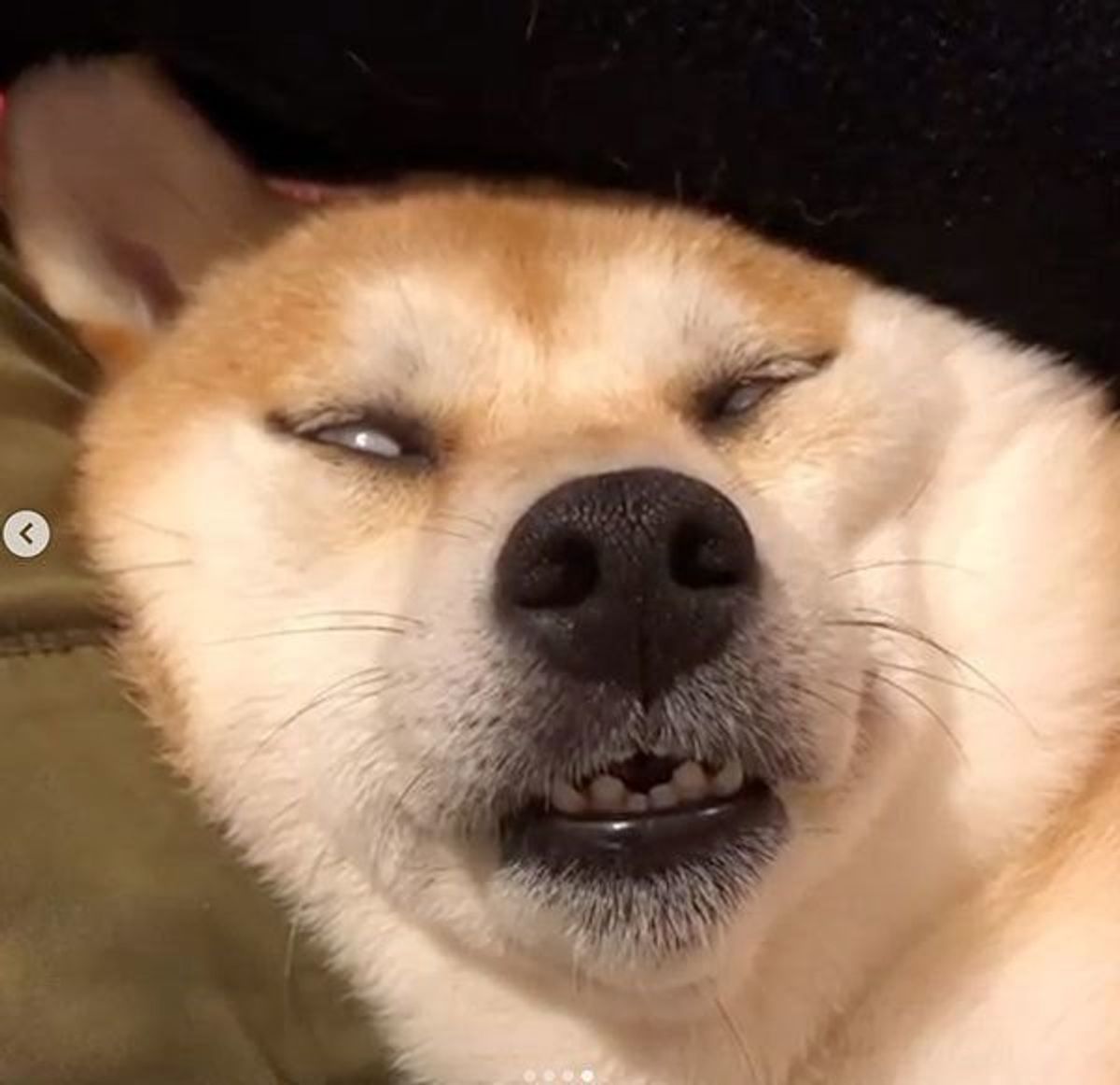 ブサ というよりホラー 柴犬が見せた破壊力抜群の寝顔3連発 いぬのきもちweb Magazine ブサ というよりホラー 柴犬が見せた破壊力抜群の寝顔3連発 いぬのきもちweb Magazine