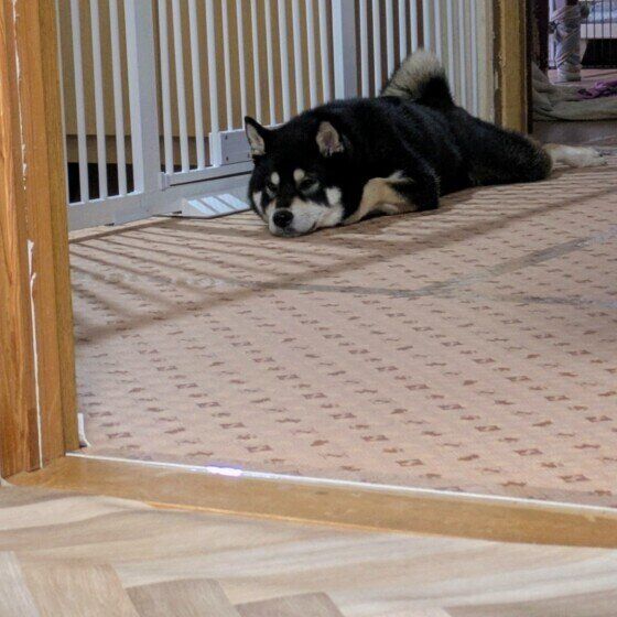 おはぎ  柴 お留守番がんばりした。