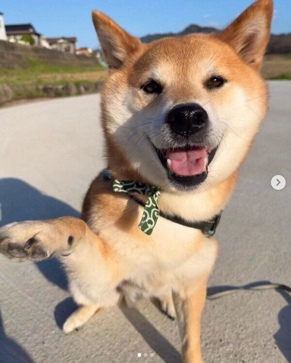 お散歩する福くん