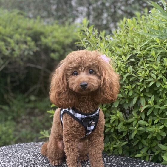 トイ・プードルのモカちゃん