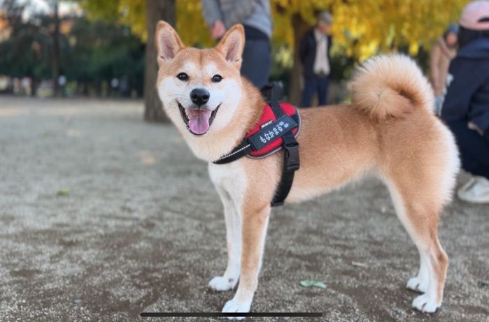 ドッグランで楽しく遊ぶもなかまるちゃん