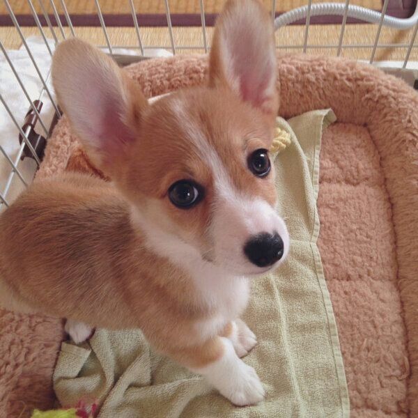 子犬時代のSarahちゃん