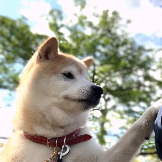 おやつを催促する柴犬