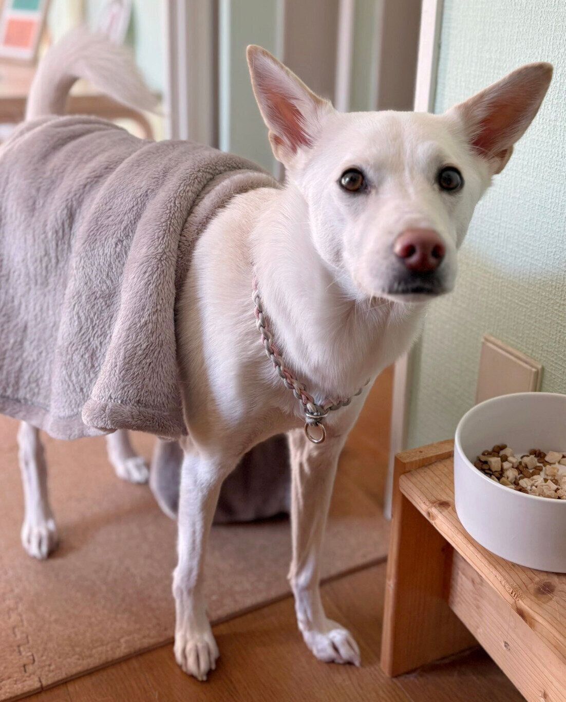 ブランケットをかけたままゴハンを食べるハルちゃん